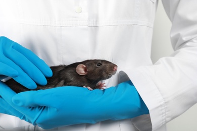 Photo of Scientist holding laboratory rat, closeup. Small rodent