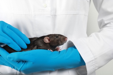 Scientist holding laboratory rat, closeup. Small rodent