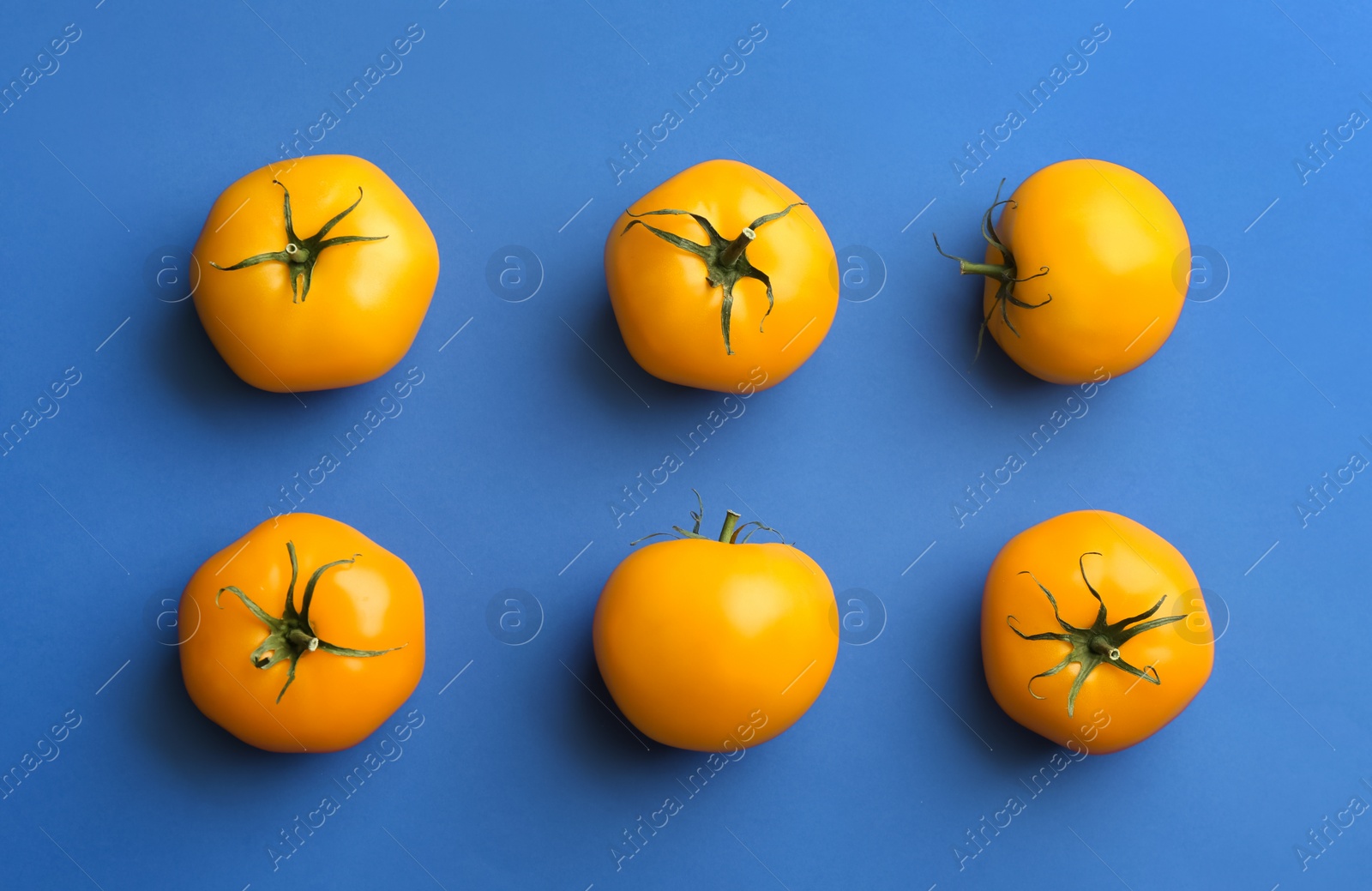 Photo of Yellow tomatoes on blue background, flat lay