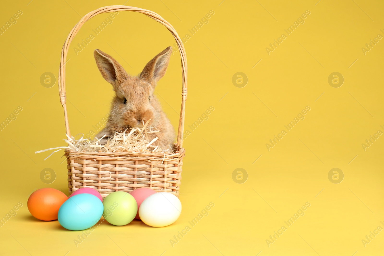 Photo of Adorable furry Easter bunny in wicker basket and dyed eggs on color background, space for text