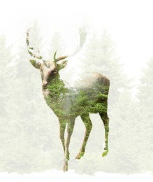 Image of Double exposure of deer tag and green conifer forest