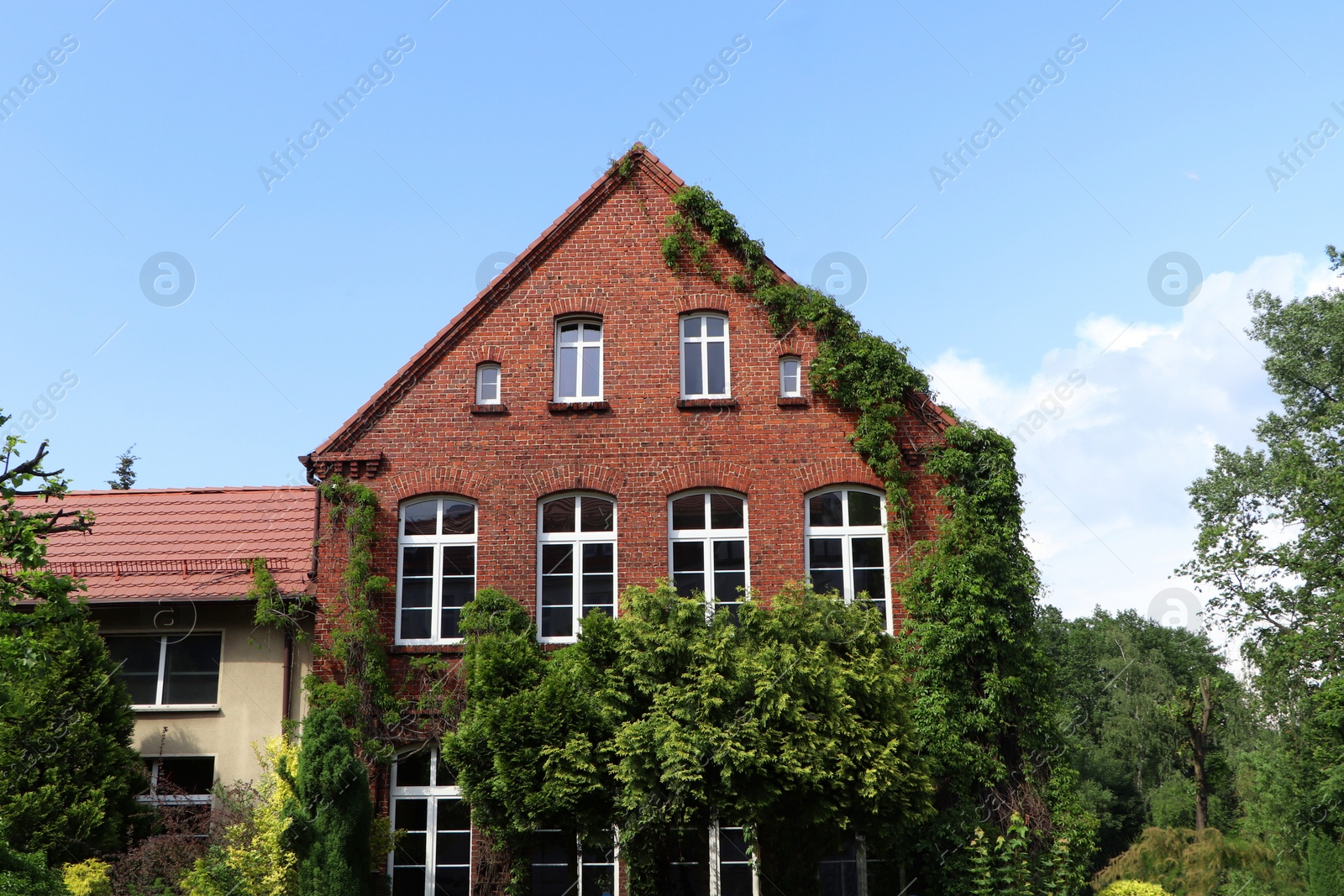 Photo of Beautiful view of modern cottage overgrown with green ivy outdoors on sunny day