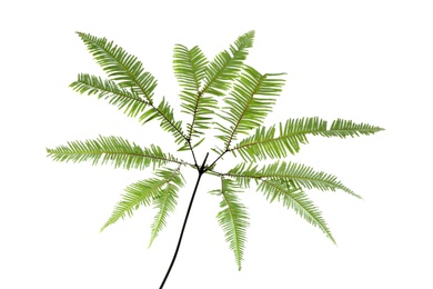 Tropical Umbrella Fern leaf on white background