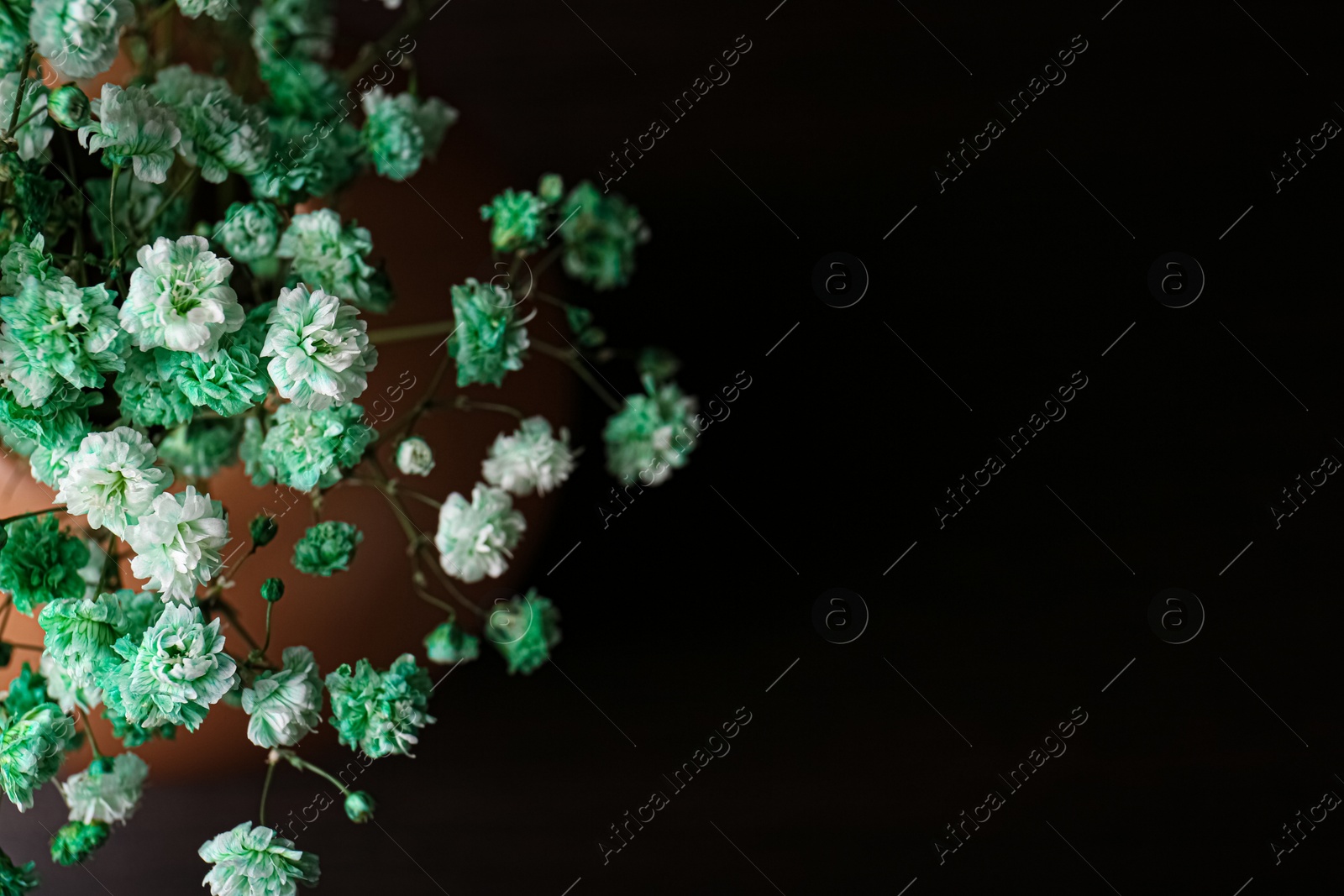 Photo of Beautiful dyed gypsophila flowers in vase on black background, closeup. Space for text