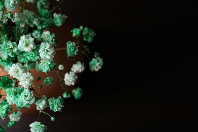 Photo of Beautiful dyed gypsophila flowers in vase on black background, closeup. Space for text