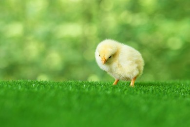 Photo of Cute chick on green artificial grass outdoors, closeup with space for text. Baby animal