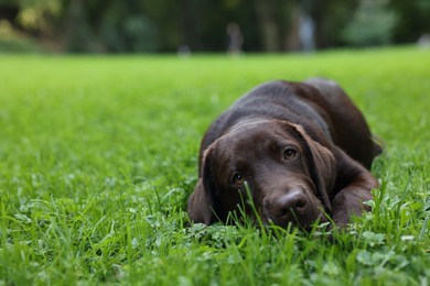 Photo of Adorable Labrador Retriever dog lying on green grass in park, space for text