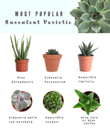 Most popular succulent varieties. Houseplants and names on white background