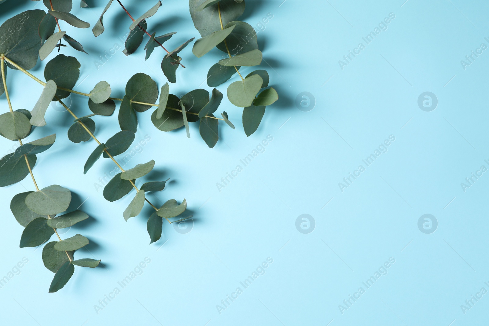 Photo of Eucalyptus branches with fresh leaves on light blue background, flat lay. Space for text