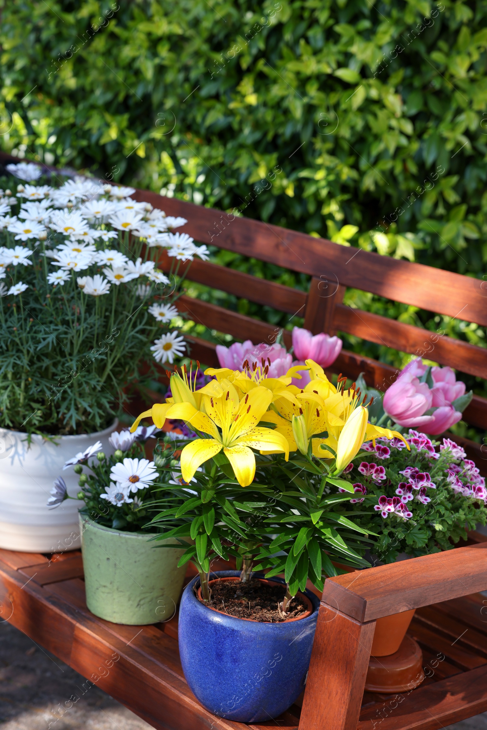 Photo of Many different beautiful blooming plants in flowerpots on wooden bench outdoors