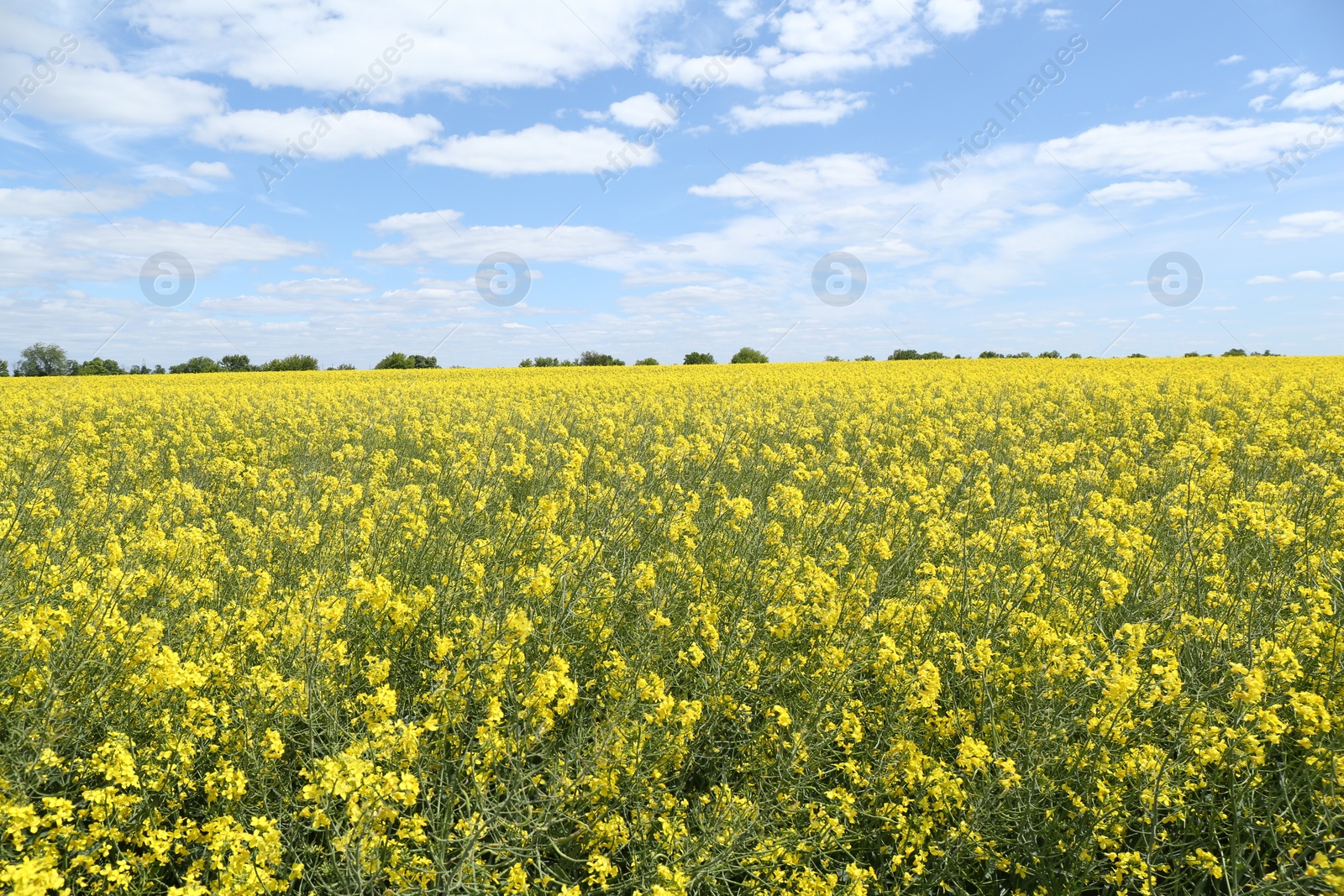 Photo of Beautiful rapeseed flowers blooming in field under blue sky