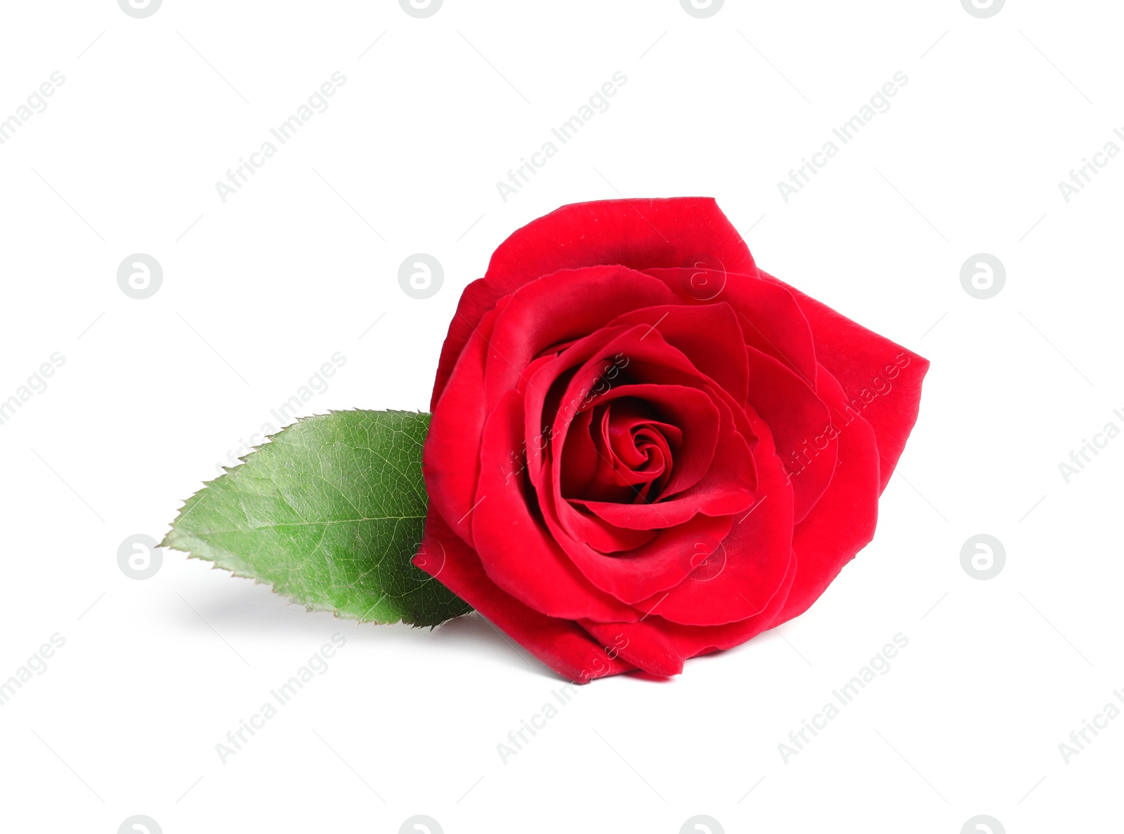 Photo of Beautiful red rose flower on white background