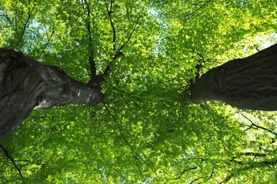 Photo of Beautiful trees with green leaves outdoors on sunny day, bottom view