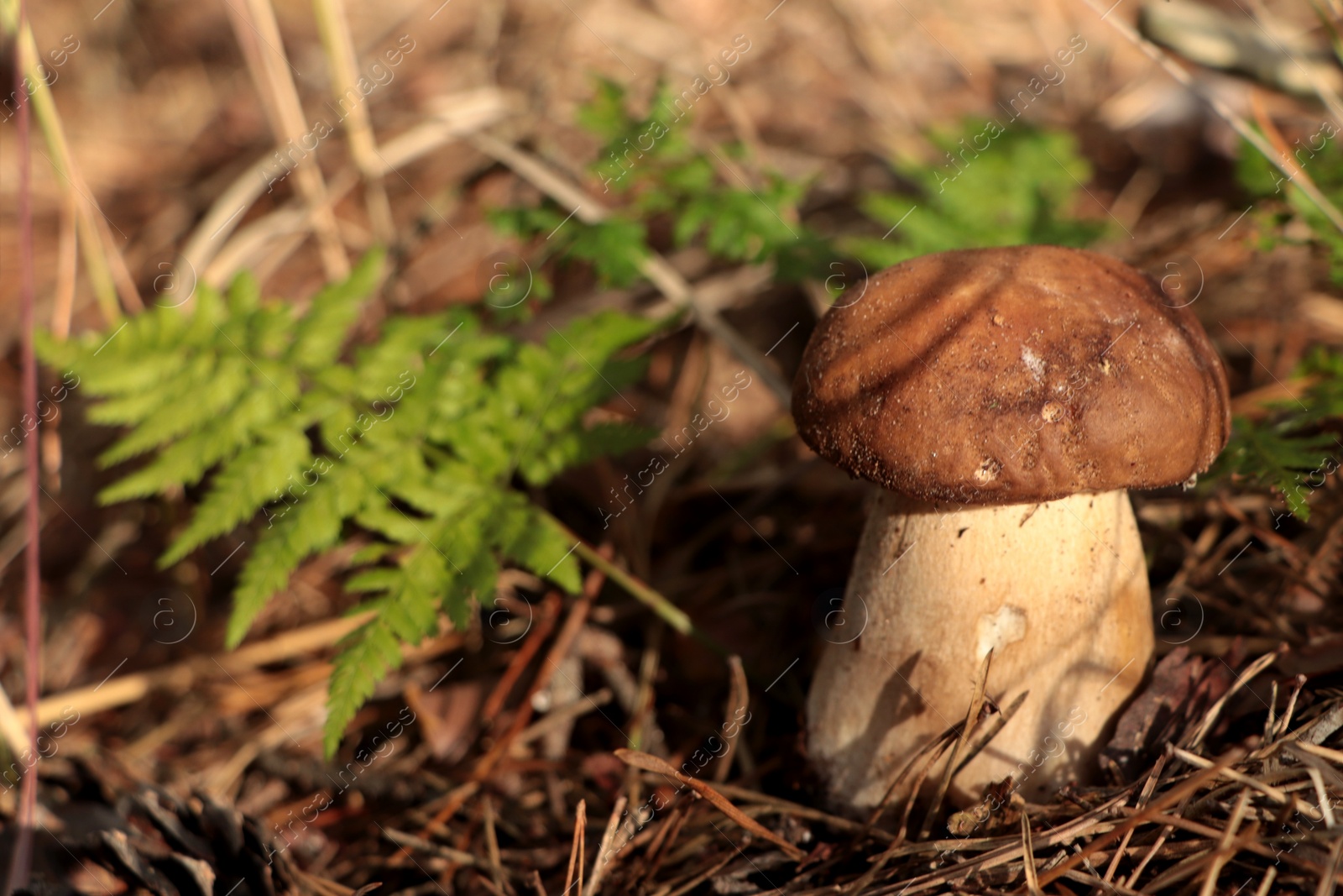 Photo of Beautiful porcini mushroom growing in forest on autumn day