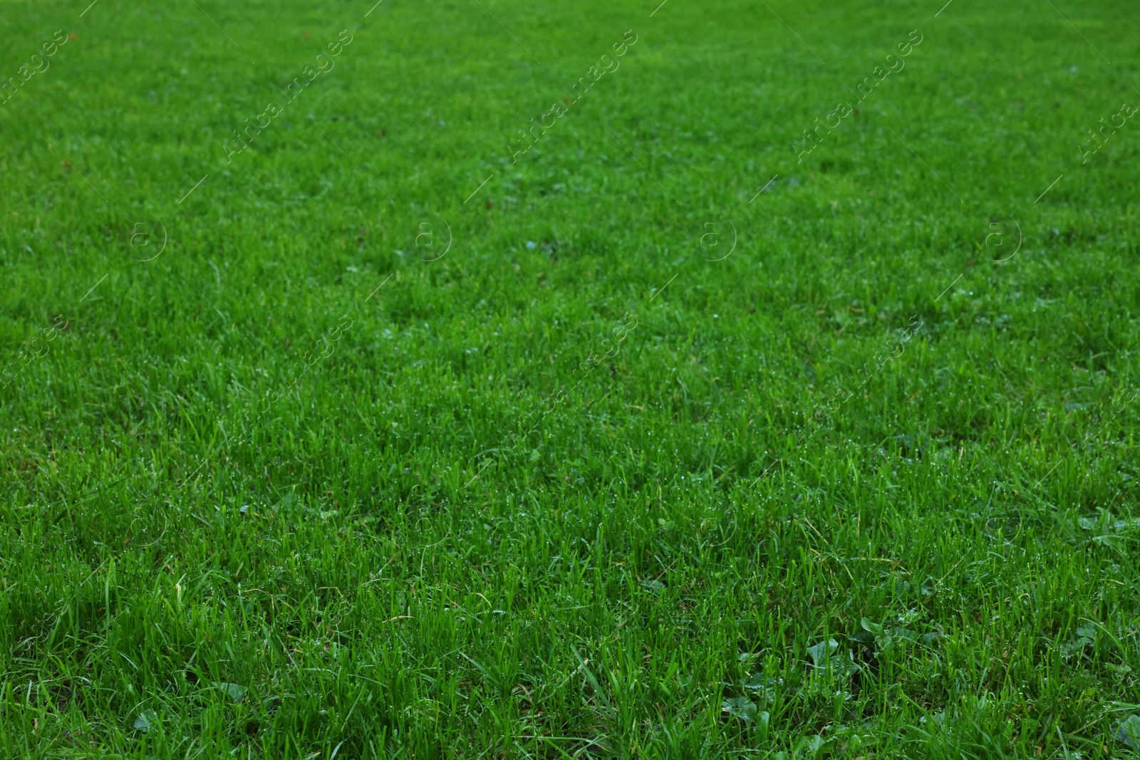 Photo of Beautiful lawn with vibrant green grass outdoors