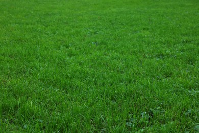 Photo of Beautiful lawn with vibrant green grass outdoors