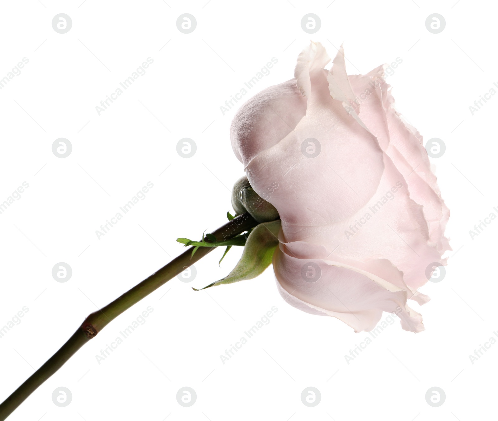 Photo of Beautiful English rose with tender petals isolated on white