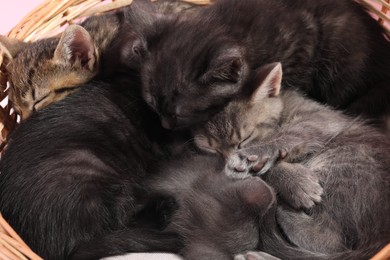 Cute fluffy kittens sleeping in basket. Baby animals