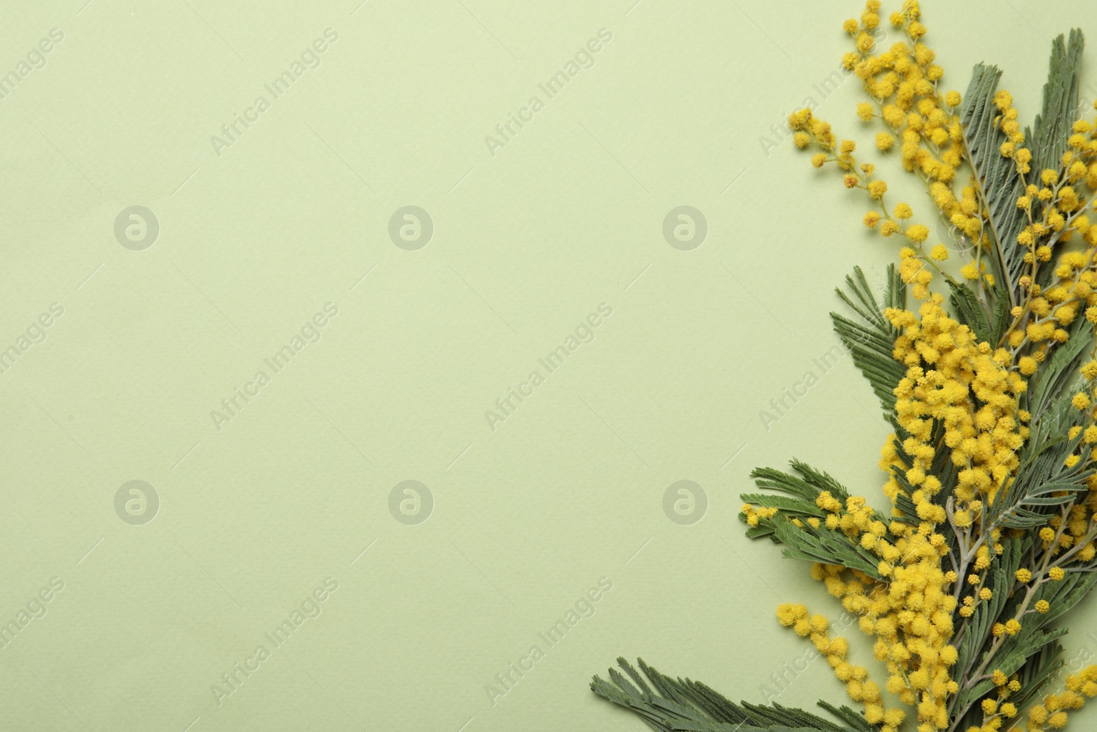 Photo of Beautiful mimosa flowers on green background, flat lay. Space for text