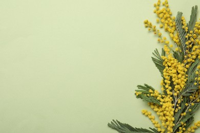 Beautiful mimosa flowers on green background, flat lay. Space for text