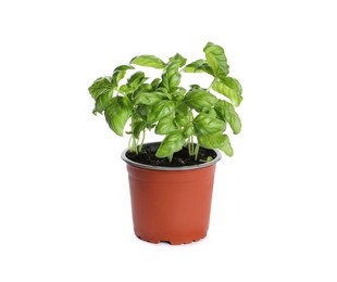 Aromatic green potted basil isolated on white