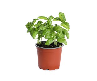 Photo of Aromatic green potted basil isolated on white