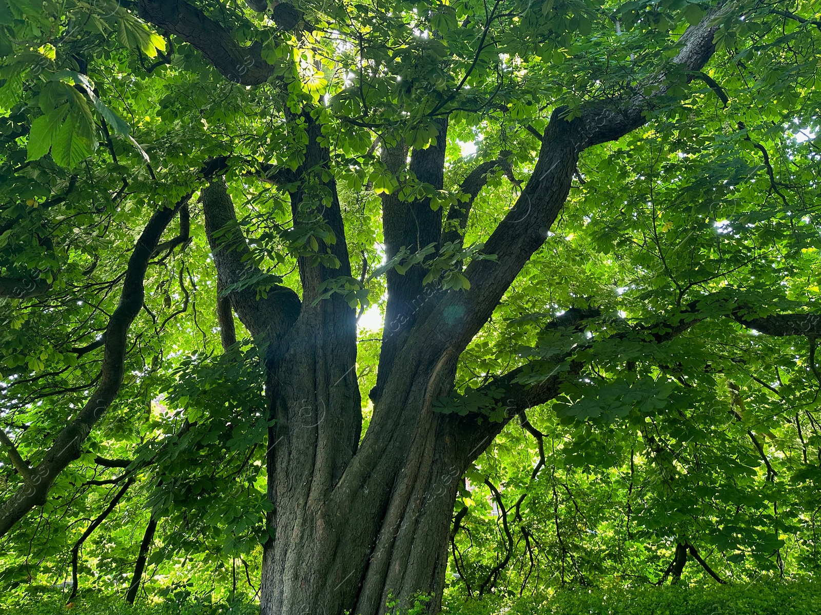 Photo of Beautiful chestnut tree with lush green leaves growing outdoors