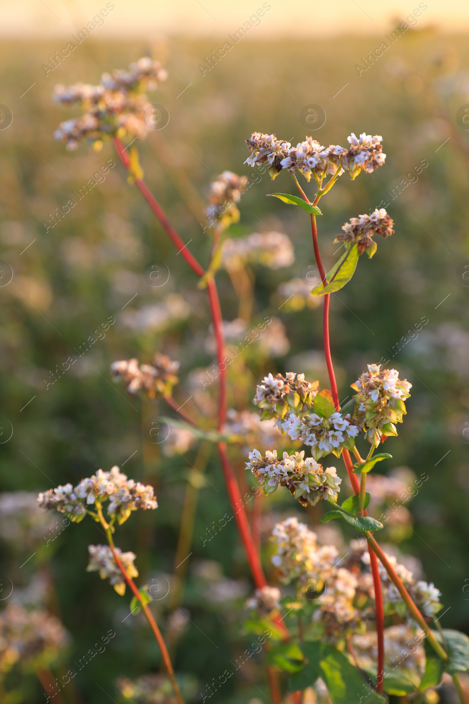 Photo of Many beautiful buckwheat flowers growing in field on sunny day