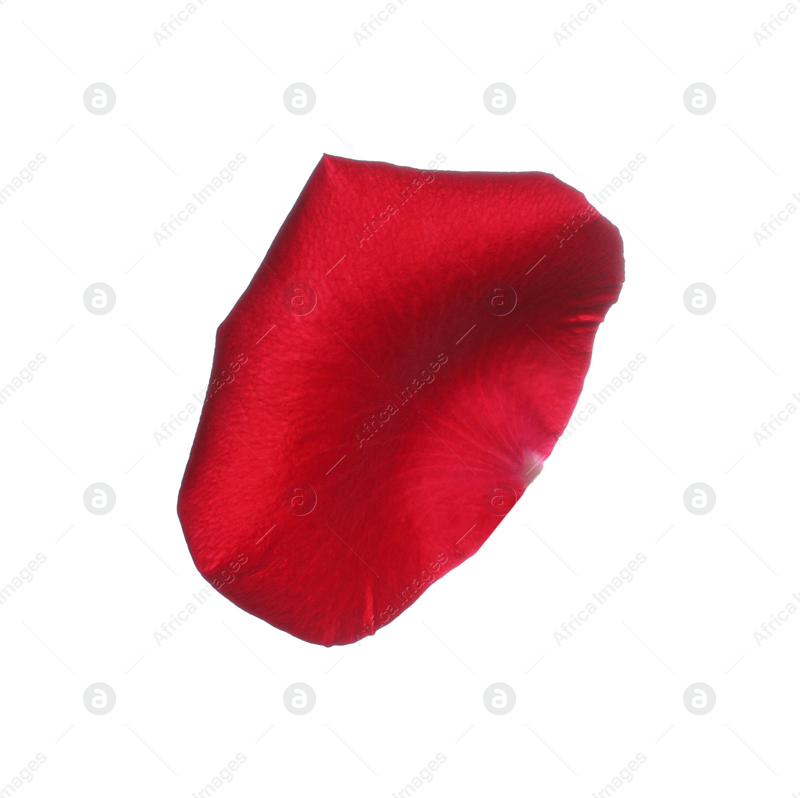 Photo of Red rose flower petal on white background