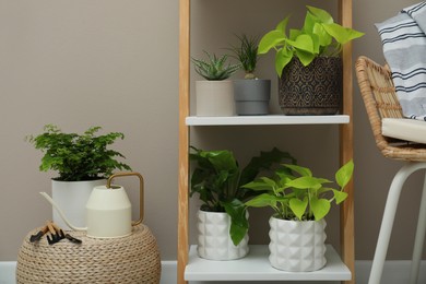 Beautiful houseplants on shelving unit near beige wall