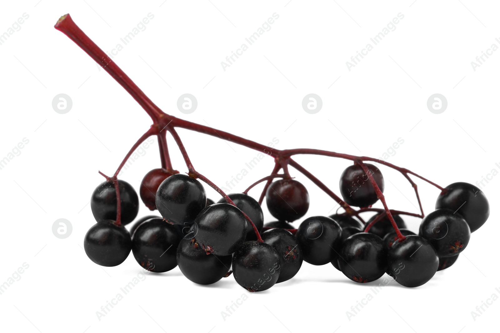 Photo of Delicious ripe black elderberries isolated on white