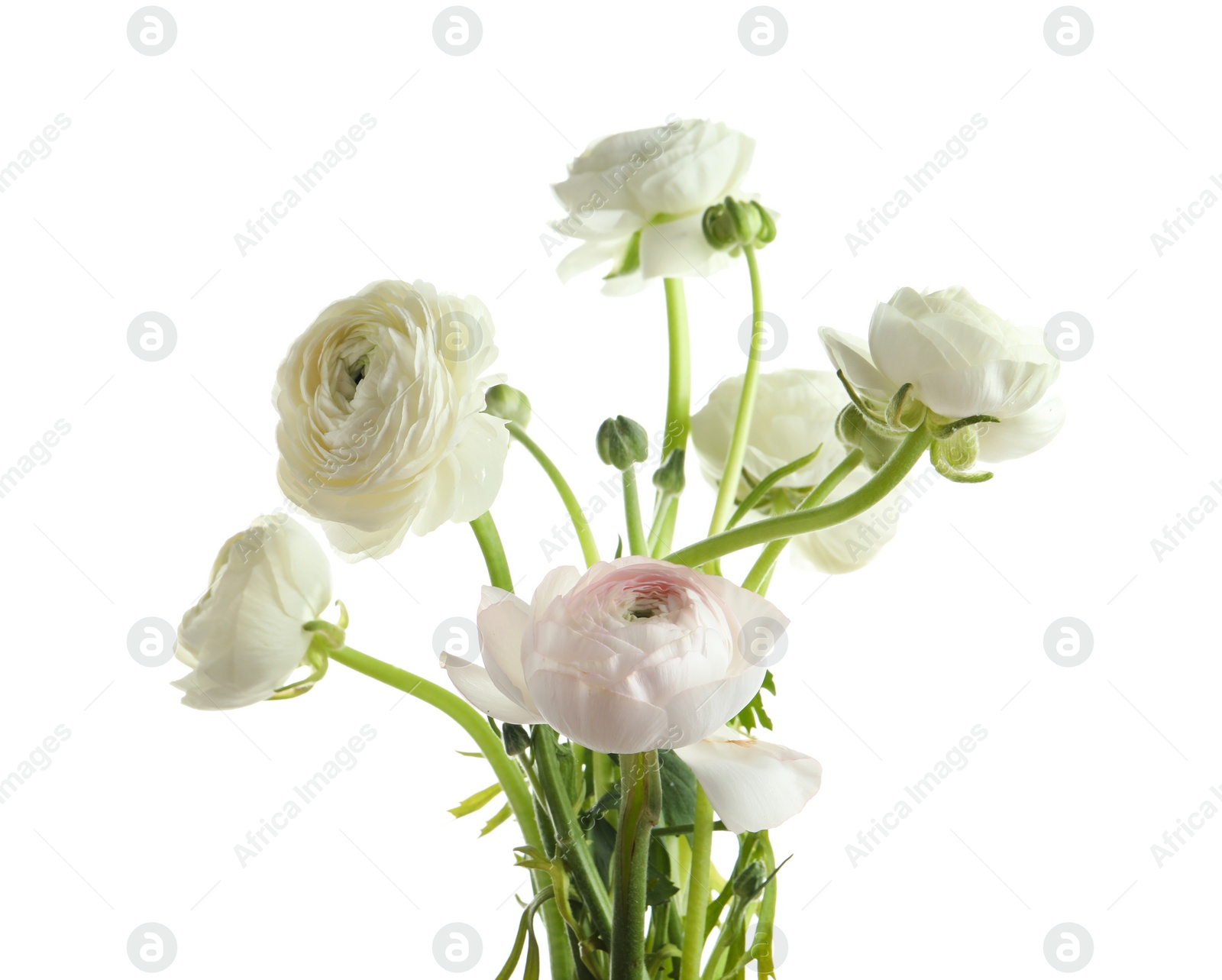 Photo of Beautiful ranunculus flowers on white background