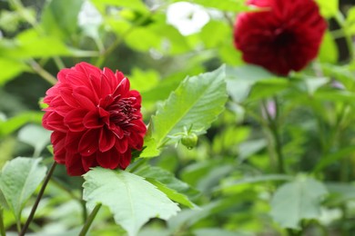 Photo of Beautiful blooming dahlia flower in green garden, closeup. Space for text