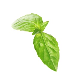 Fresh green basil leaves on white background