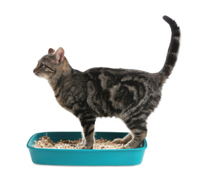 Photo of Tabby cat in litter box on white background