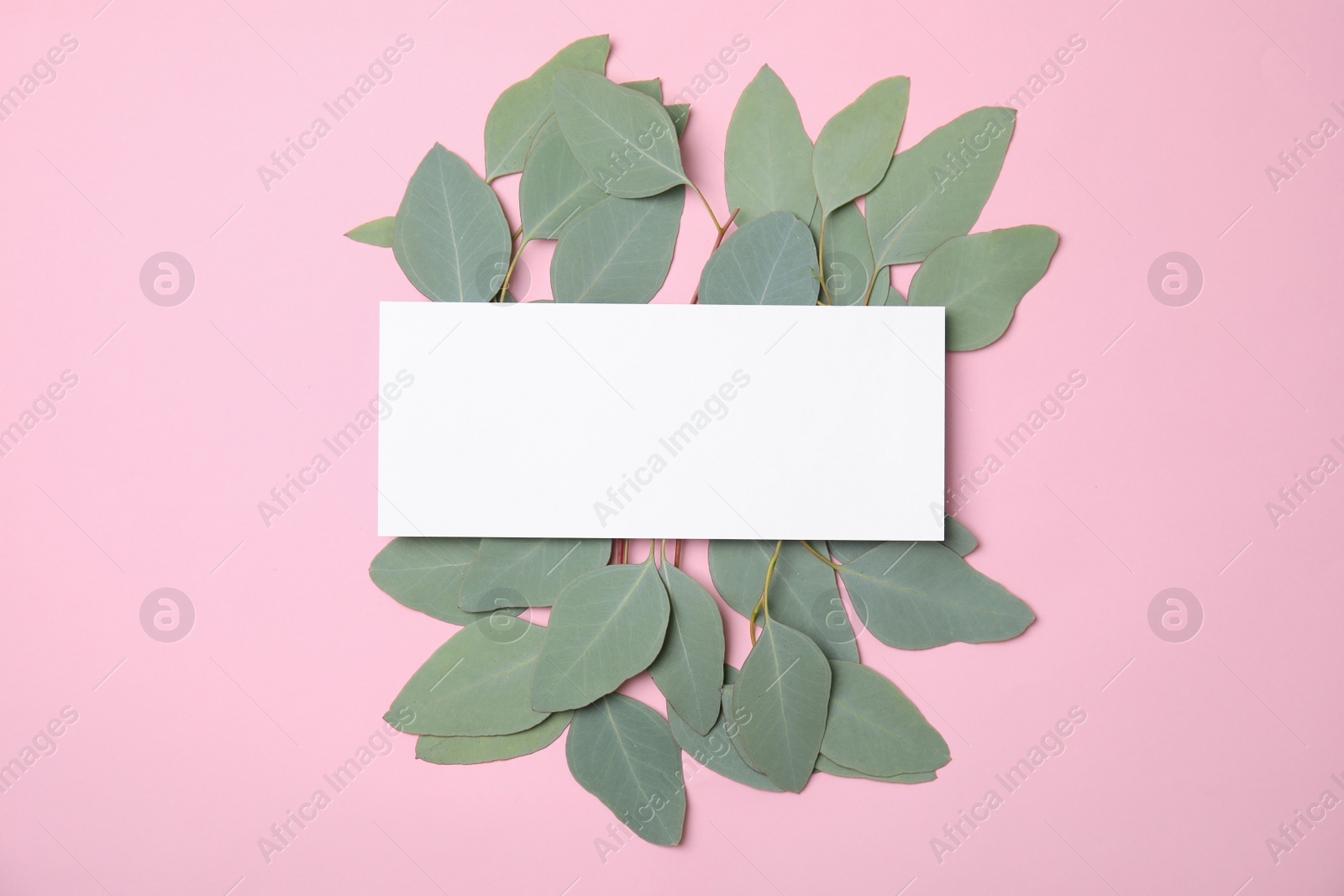 Photo of Fresh eucalyptus leaves and blank card with space for design on color background, top view