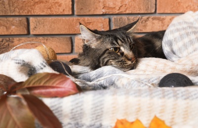 Photo of Cute cat with blanket and fairy lights near brick wall at home. Cozy winter