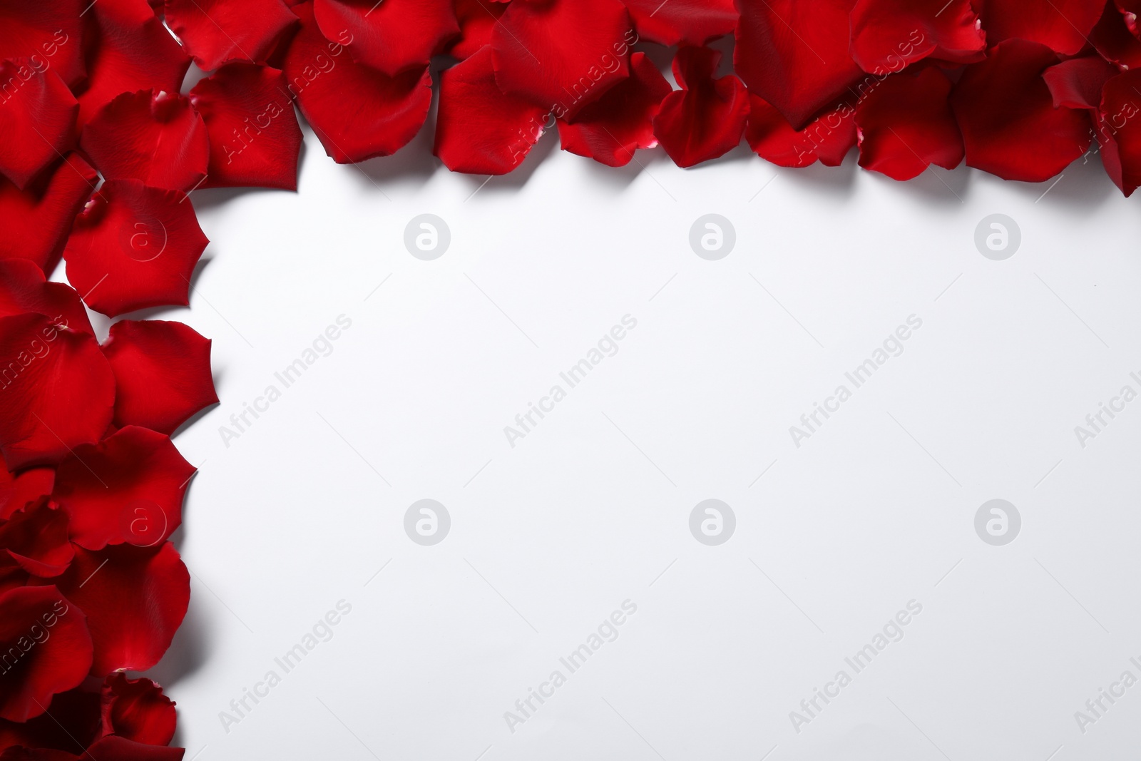 Photo of Beautiful red rose petals on white background, top view