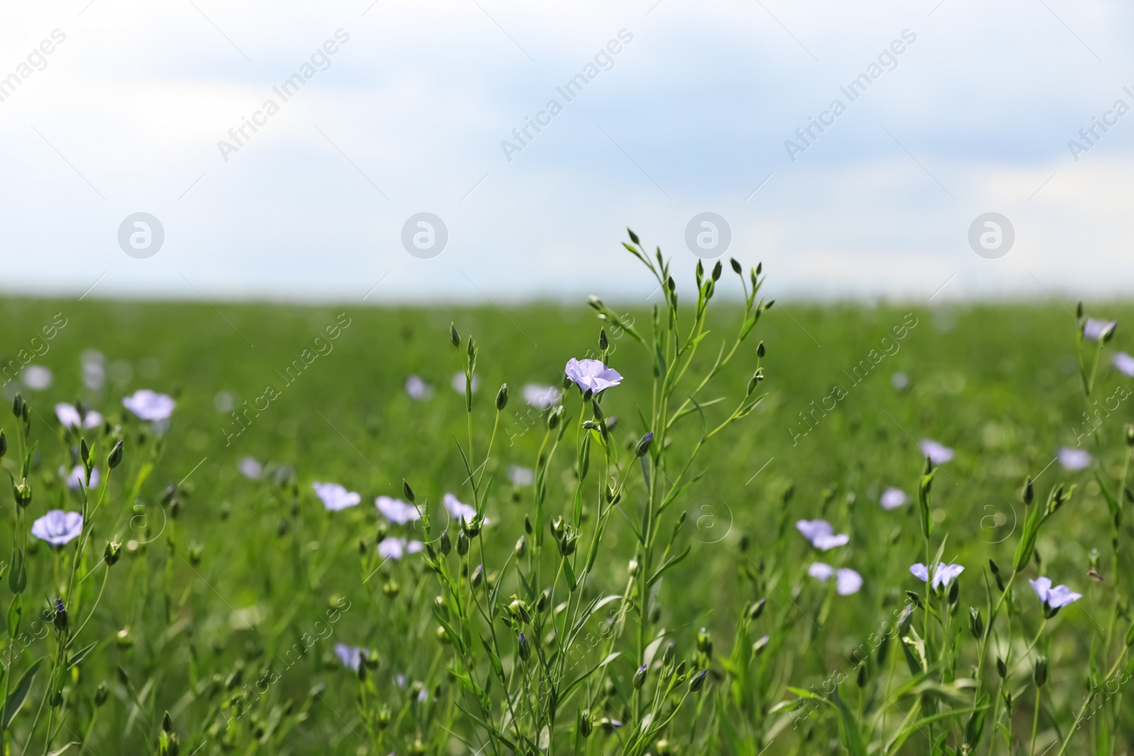 Photo of Closeup view of beautiful blooming flax field