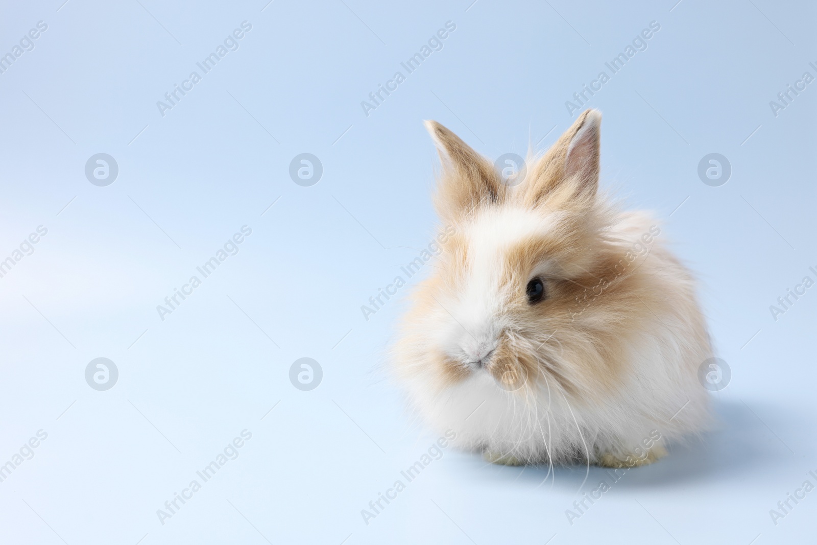 Photo of Cute little rabbit on light blue background. Space for text