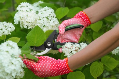 Photo of Woman in gardening gloves pruning hydrangea bush with secateurs outdoors, closeup