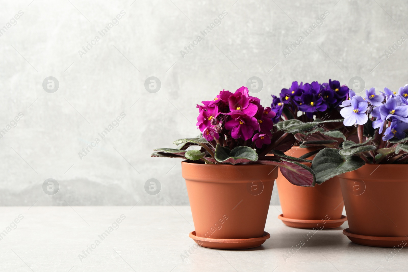 Photo of Beautiful potted violets on light grey table, space for text. Delicate house plants