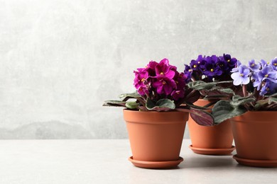 Photo of Beautiful potted violets on light grey table, space for text. Delicate house plants