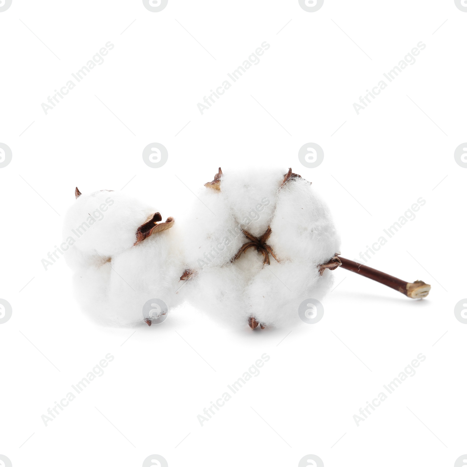 Photo of Beautiful fluffy cotton flowers on white background