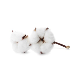 Photo of Beautiful fluffy cotton flowers on white background