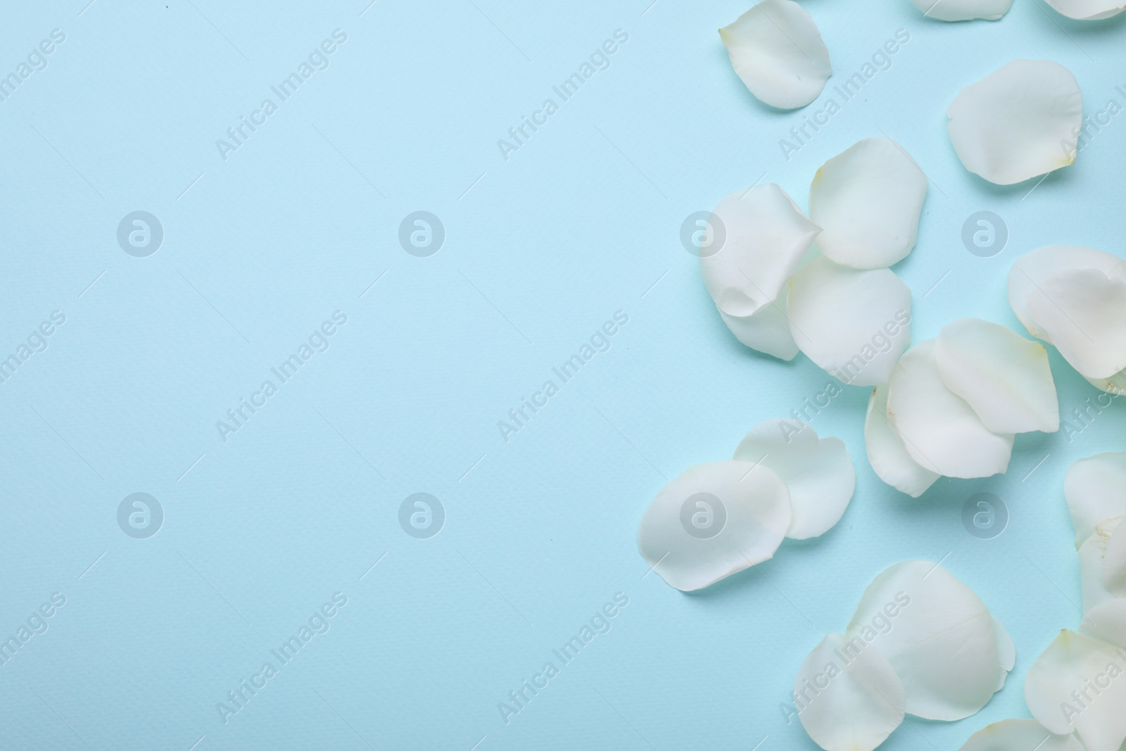 Photo of Beautiful white rose flower petals on light blue background, flat lay. Space for text