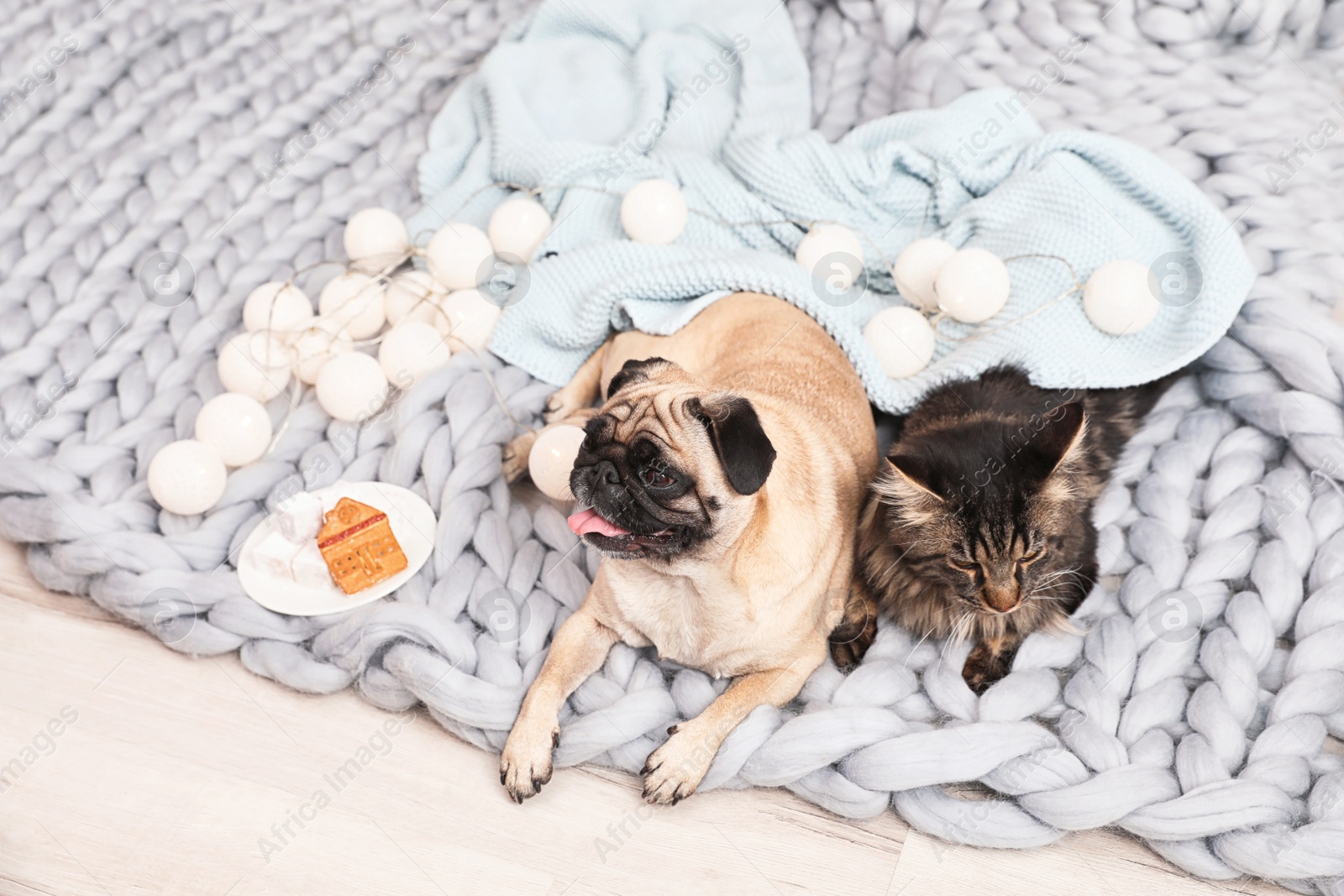 Photo of Cute cat and pug dog with blankets on floor at home. Cozy winter