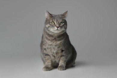 Photo of Beautiful tabby cat on grey background. Cute pet