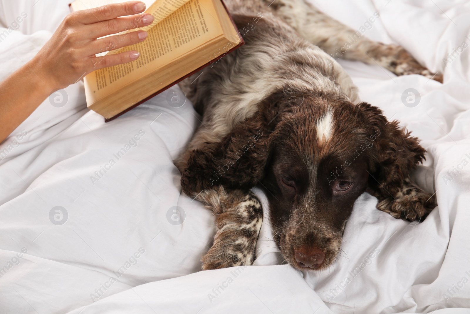 Photo of Adorable Russian Spaniel with owner in bed, closeup view