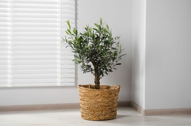 Photo of Pot with olive tree on floor in room. Interior element